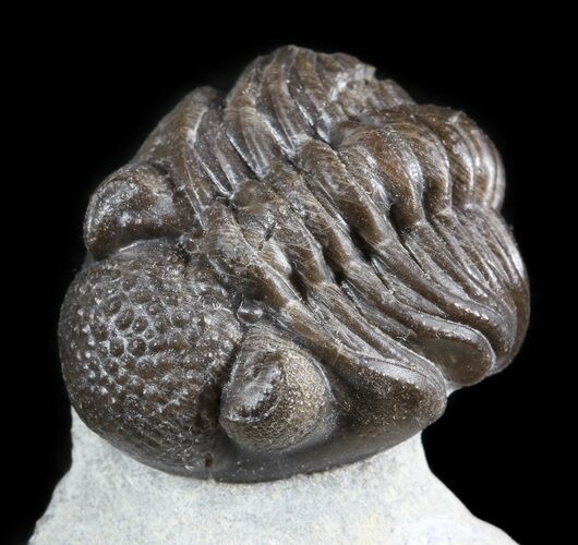 Rare, Eifel Geesops Trilobite - Germany #50609